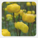 Recherche de fleurs jaunes autocollants Nature