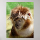 Recherche de singes mignons posters Primates