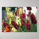 Zoek naar rode orchidee posters Roze