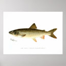 Recherche de poissons vintages posters Truite