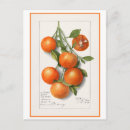 Zoek naar vintage botanisch briefkaarten Illustratie