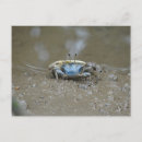 Recherche de crabe bleu cartes postales Mignon