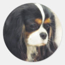 Recherche de cavalier autocollants Animal de compagnie