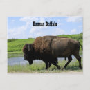 Zoek naar buffels briefkaarten Buiten