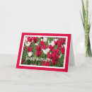 Recherche de tulipe rouge et blanche cartes postales Tulipes