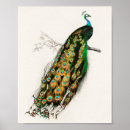 Zoek naar vintage vogel posters Pauw