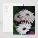Recherche de gerber rose cartes postales Marguerie