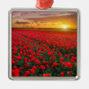 Recherche de champ ornements Tulipe