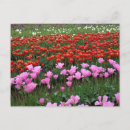 Zoek naar roze tulp briefkaarten Rood