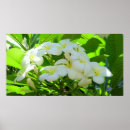 Recherche de plumeria art Blanc