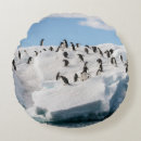 Recherche de iceberg coussins Pingouin
