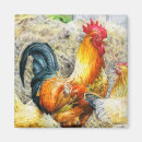Recherche de poulet coq magnets Grange