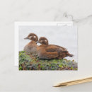 Recherche de plongeurs cartes postales Sauvagine