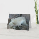 Recherche de rêverie photographie Animaux