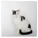 Recherche de chat noir et blanc carreaux Chats