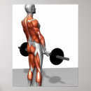 Recherche de muscle humain posters Médical