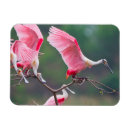 Recherche de spatule magnets Oiseau