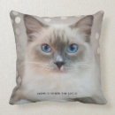 Recherche de ragdoll coussins Animal de compagnie