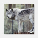 Recherche de loup gris magnets Horizontal
