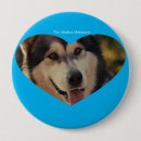 Recherche de malamute badges Alaska