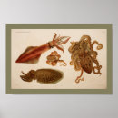 Recherche de seiches posters Calmar