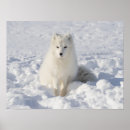 Zoek naar vos sneeuw posters Fotografie