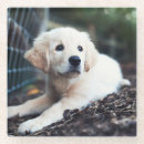 Zoek naar puppy onderzetters Horizontaal