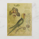 Recherche de fruit prune cartes postales Vert