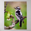 Recherche de duvet posters Nature