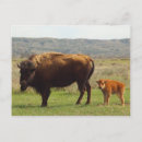 Recherche de roosevelt cartes postales Bison