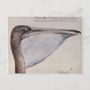 Recherche de pelecanus cartes postales Brun