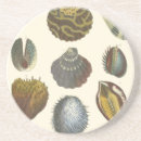 Recherche de coquilles dessous de verres Corail
