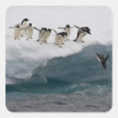 Recherche de petit pingouin autocollants Faune