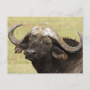 Recherche de buffle africain cartes postales Animal