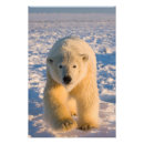 Recherche de steve posters Ours polaire