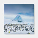 Recherche de penguin magnets Antarctique