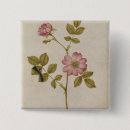 Recherche de rosa badges Botanique