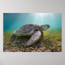 Recherche de nautical posters Coast