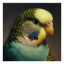 Recherche de budgies posters Oiseau