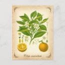 Recherche de séville cartes postales Vintage