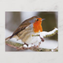 Recherche de oiseaux en hiver cartes postales Robin