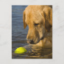 Recherche de de balle de tennis cartes postales Extérieur
