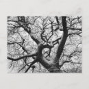 Recherche de chêne cartes postales Arbre