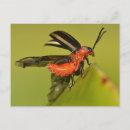 Zoek naar beetle briefkaarten Wilde dieren