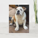 Zoek naar bulldog kaarten Groet