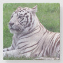 Recherche de tigre blanc dessous de verres Nature