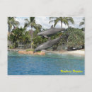 Recherche de faune marine cartes postales Dauphin