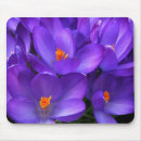 Recherche de crocus tapis souris Printemps