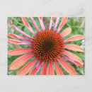Recherche de rudbeckias cartes postales Échinacée