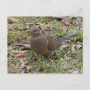 Recherche de colombes cartes postales oiseaux